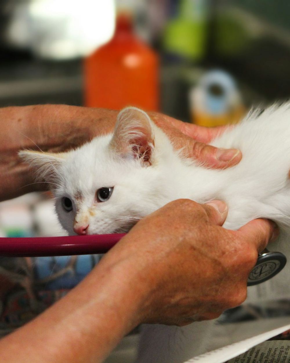 A kitten being examined at a veterinary clinic